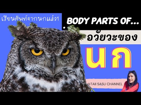 อวัยวะของนก | Body parts of birds | เรียนคำศัพท์ภาษาอังกฤษ